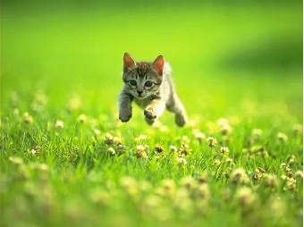 Gattino in corsa per i prati